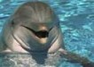 terapia delfiny